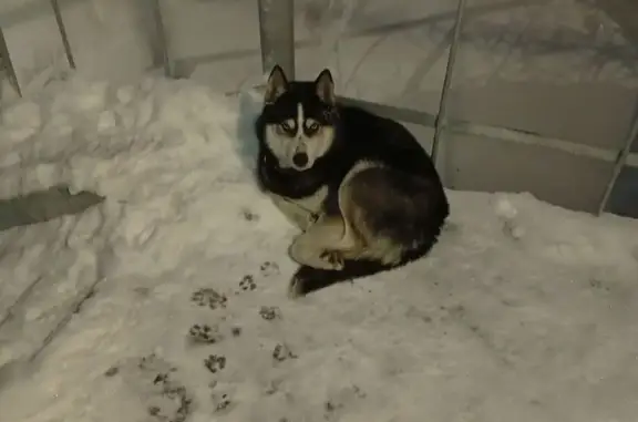 Объявления о пропавших и найденных животных, Мурманск, фото: Найдена собака, улица Полярные Зори, 10, Мурманск - знает пару команд