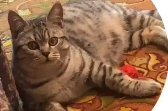 Потерянные животные Шелехов, фото: Пропал кот, Советская улица, 34, Шелехов - полосатый и игривый