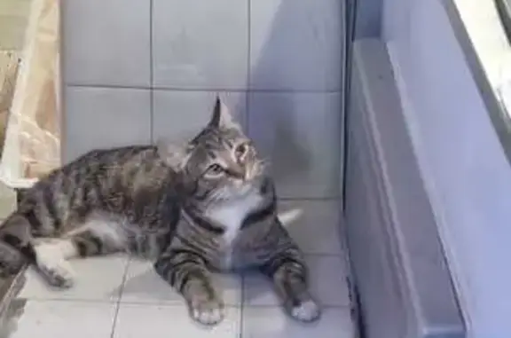 Объявления о пропавших и найденных животных, Владивосток, фото: Найдена кошка, Народный проспект, Владивосток - кастрированная, с выбритым животиком