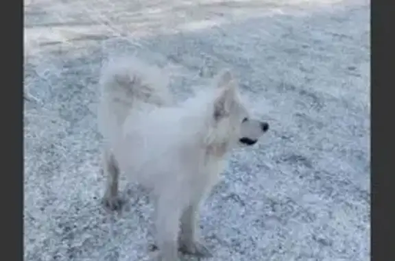 Пропала собака, Белорецк, Башкортостан - белый окрас, знает команды - photo