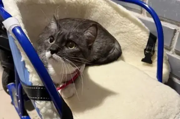 Найденные животные Томск, фото: Найдена кошка, Северный городок, 44, Томск - домашняя, с ошейником