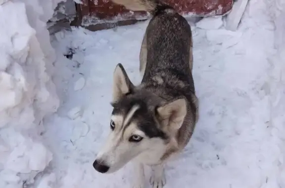 Найденные животные Комсомольск-на-Амуре, фото: Найдена собака, девочка, Комсомольск-на-Амуре, Хабаровский край