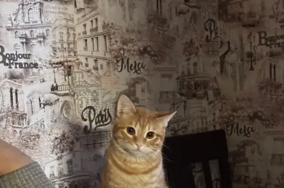 Кошки потеряшки, Ленинский, фото: Потеряшка кот, улица Ленина, 1, Ленинский - может откликаться как сыночка или пешкерик