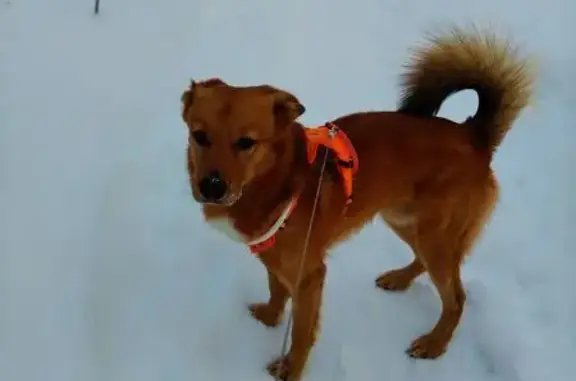 Объявления о пропавших и найденных животных, Архангельск, фото: Найден собака, Окружное шоссе, Архангельск - рыжий кобель с шлейкой