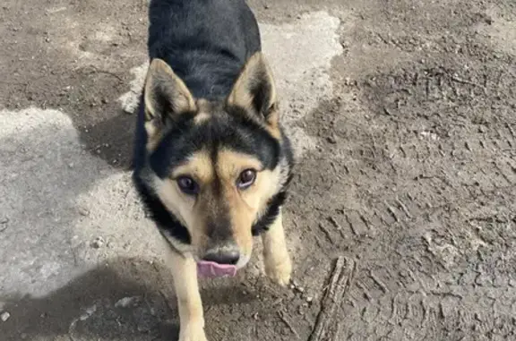 Найдена собака, Москва, фото: Найден собака, мужской, Косинская улица, Москва - кобель метис, чёрный с подпалом