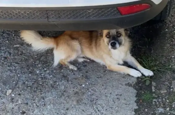 Собаки потеряшки, Кугеси, фото: Потеряшка собака, Кюльхири, Кугеси - рыжий окрас, средняя порода