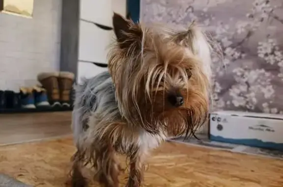 Объявления о пропавших и найденных животных, Иркутск, фото: Найдена собака, проезд Авиаторов, 13, Иркутск - молодая девочка