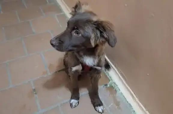 Объявления о пропавших и найденных животных, Селятино, фото: Найдена собака, женский пол, Спортивная улица, 56, Селятино - коричневая с белыми 'носочками' и красной шлейкой