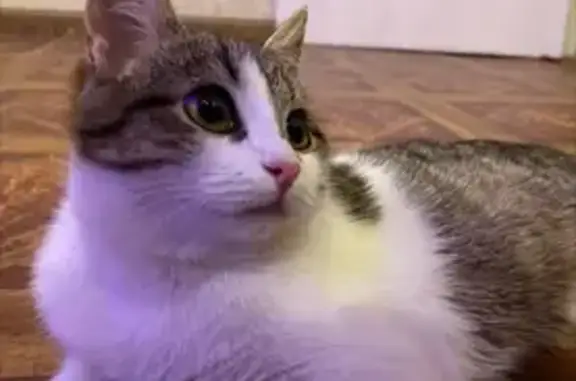 Пропала кошка, Мантурово, Костромская область - светлый пятнистый окрас - photo