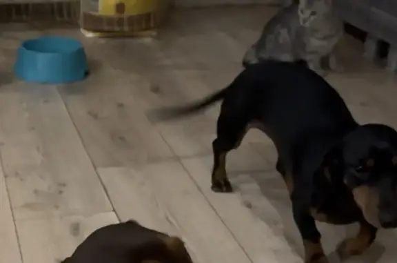 Пропала собака, улица Венеры Павленко, 135, Кореновск - маленькая чёрная такса, отзывается на кличку Микки - photo