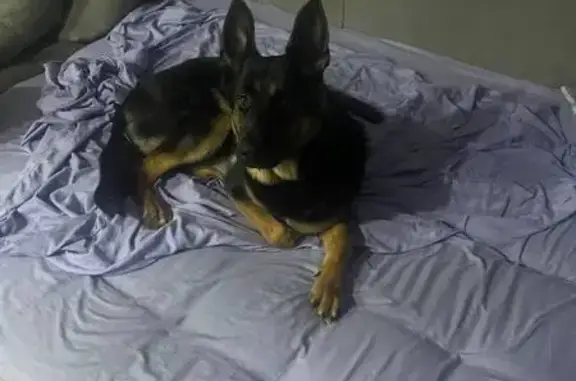 Потерянные животные Архангельск, фото: Пропал собака, мужской, улица 40-летия Великой Победы, Архангельск - черно-рыжий окрас