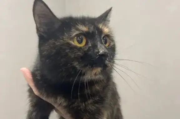 Объявления о пропавших и найденных животных, Чебоксары, фото: Найдена кошка, улица Поэта Г.А. Ефимова, 2, Чебоксары - добрая и нежная