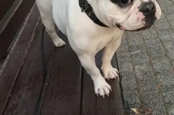 Пропала собака, Октябрьская улица, 88/1А, Краснодар - Долли, 2 года - photo