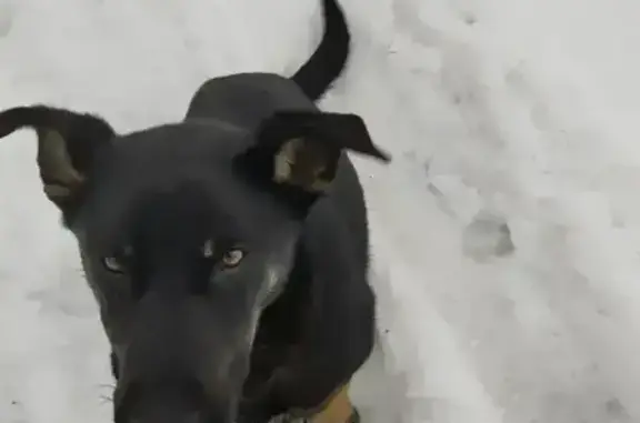 Найдена собака, Карцово, фото: Пропала собака, девочка, Калужская область, Мещовск - знает команды