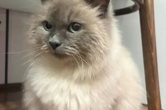 Найдена кошка, Санкт-Петербург, фото: Найдена кошка, улица Доблести, Санкт-Петербург - бегала около остановки