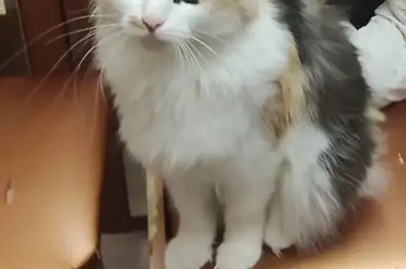 Пропала кошка, Вологодская улица, 33, Череповец - трёхцветная, пушистая - photo