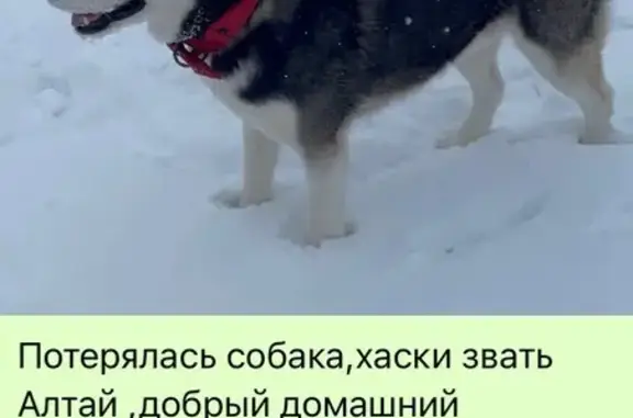 Пропал собака, Псебай, Краснодарский край - хаски, чёрно-белый окрас - photo