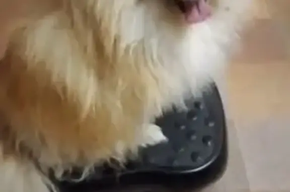 Пропал собака, Вольская улица, Самара - рыжий, доверчивый - photo