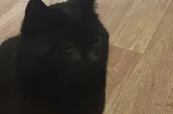 Потерянные животные Новый Уренгой, фото: Пропал кот, 1/2, Новый Уренгой - чёрный, откликается на имя Шиша