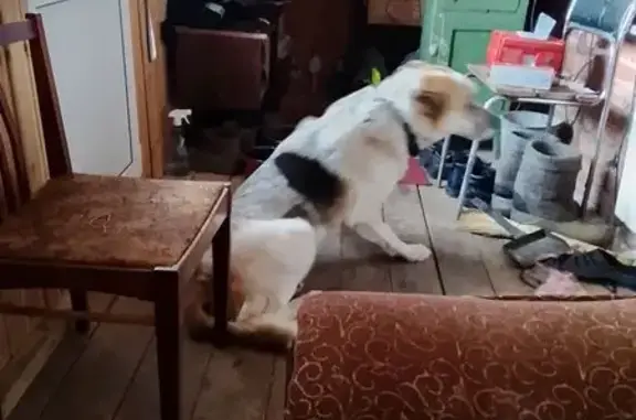 Пропал собака, Серпухов, Московская область - белый с чёрными и рыжими пятнами - photo