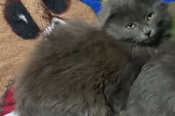 Пропал кот, Фонталовская, Старотитаровская - окрас серый и светло-коричневый - photo