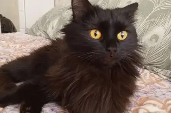 Найденные животные Набережные Челны, фото: Найдена кошка, 47/21, Набережные Челны - полностью чёрненькая и ласковая