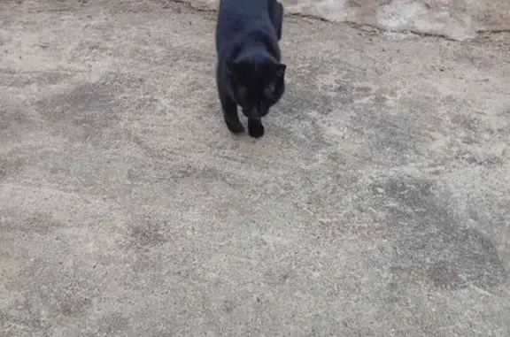 Объявления о пропавших и найденных животных, Калуга, фото: Найдена кошка, Калуга - чёрная с чёрным ошейником