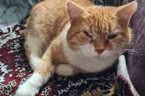 Объявления о пропавших и найденных животных, Москва, фото: Найдена кошка, Магнитогорская улица, 27, Москва - рыжая с полосатым хвостом