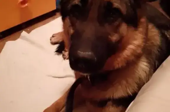 Объявления о пропавших и найденных животных, Самара, фото: Найдена собака, улица Промышленности, 313, Самара - овчарка, девочка