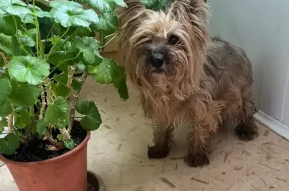 Объявления о пропавших и найденных животных, Ставрополь, фото: Найдена собака, женский пол, улица Тухачевского, 9, Ставрополь