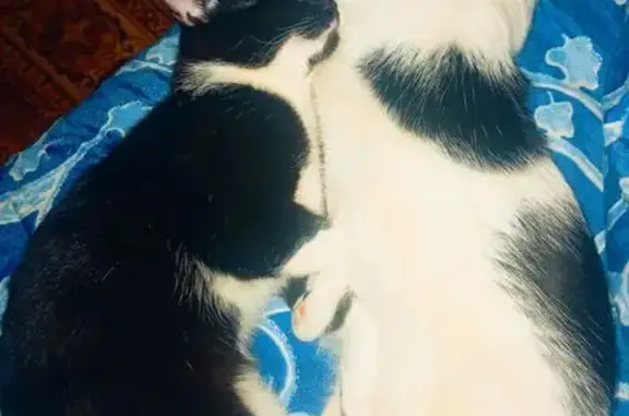 Пропал кот, проспект Ленина, 14, городской округ Тверь - чёрный с белой грудкой - photo