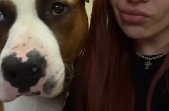 Пропал собака, мужской, улица Кирова, 61, Туапсе - рыжий с белыми пятнами - photo