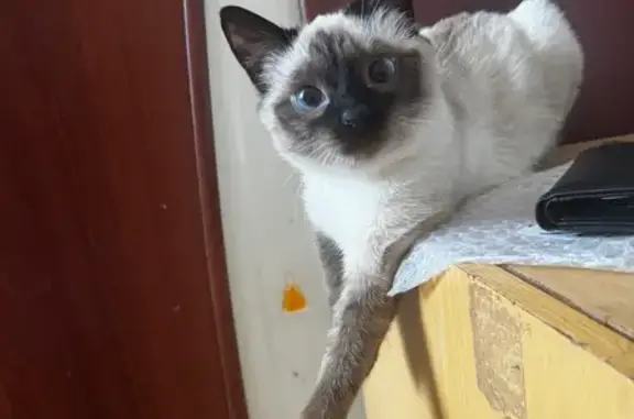 Пропала кошка, Ленинградская улица, Вологда - сиамская, голубые глаза - photo