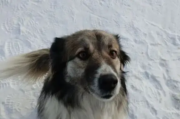 Пропала собака, СНТ Радуга-2, Марковское - женская, очень пушистый хвост - photo