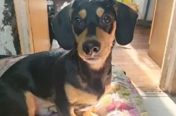 Пропал собака, Варшавская улица, Новокузнецк - коричнево-чёрный окрас, белая грудка - photo