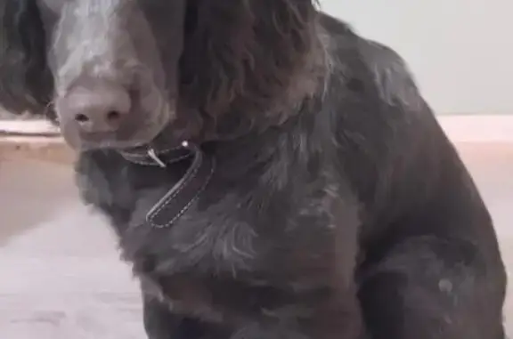 Пропал собака, 37Н-2314, Даньково, Щучье - спаниель шоколадного цвета - photo