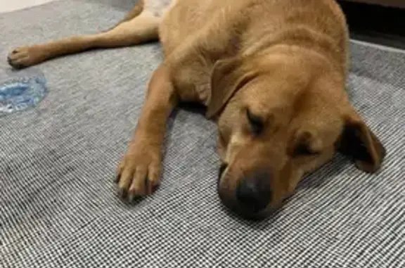 Объявления о пропавших и найденных животных, Уфа, фото: Найдена собака, Уфа, Башкортостан - три лапы и ошейник