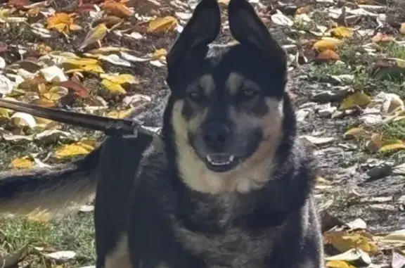 Пропал собака, Автомагистральная улица, 1А, Волгоград - окрас черно-подпалый - photo