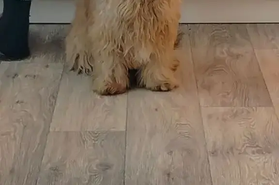 Объявления о пропавших и найденных животных, Омск, фото: Найден собака, улица Нахимова, Омск - молодой кобель похожий на болонку