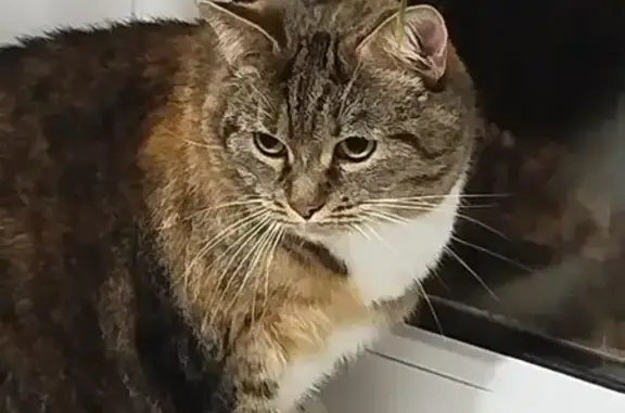 Найдена кошка, Всеволожск, фото: Найден кот, улица Плоткина, Всеволожск - трехцветный, домашний