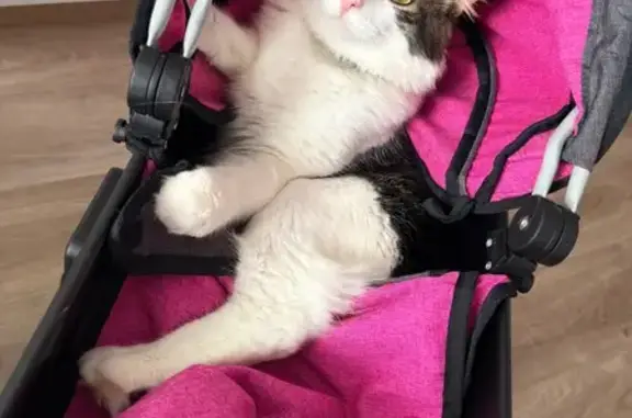 Кошки потеряшки, Пикалёво, фото: Потеряшка кот, Строительная улица, 6, Пикалёво