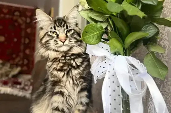 Пропала кошка, улица Богородского, Нижний Новгород - порода Мейн Кун, черепаховый окрас - photo