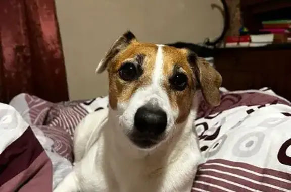 Пропала собака, женский пол, улица Посадского, 193/199, Саратов - Джек рассел терьер - photo