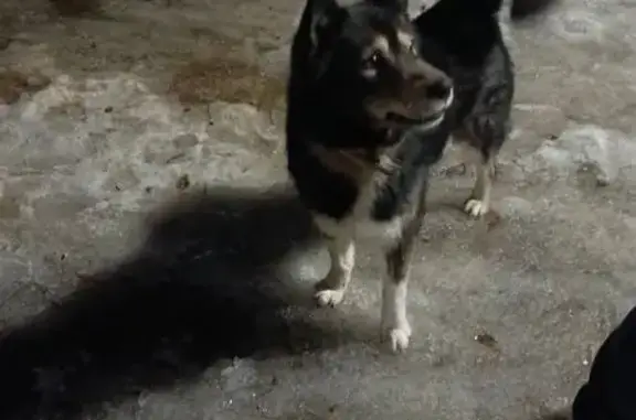 Объявления о пропавших и найденных животных, Воронеж, фото: Найден собака, Маклокский проезд, 19, Воронеж - черно-серый окрас, темно-зеленый ошейник