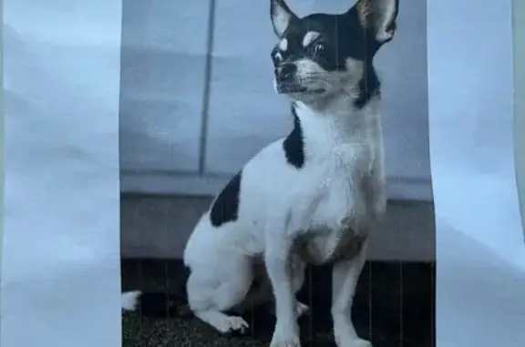 Пропала собака, улица Братьев Касимовых, Казань - чихуахуа черно-белого окраса - photo