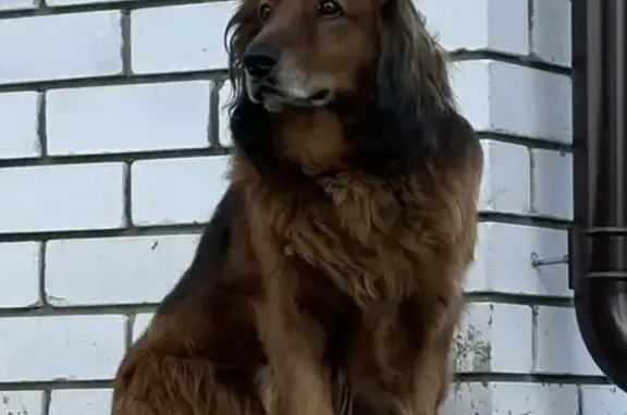 Собаки потеряшки, Большое Козино, фото: Потеряшка собака, улица Маршала Жукова, 16, Большое Козино