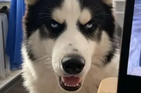 Пропала собака, Новосходненское шоссе, 96, Москва - девочка серо-белого окраса - photo