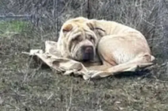Объявления о пропавших и найденных животных, Михайловск, фото: Найден собака, район Садовое поле, Михайловск - в ошейнике