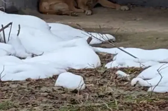 Объявления о пропавших и найденных животных, Селятино, фото: Найдена собака, Теннисная улица, 48, Селятино - с ошейником