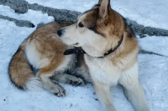 Найденные животные Комсомольск-на-Амуре, фото: Найдена собака, женский пол, Комсомольская улица, 12 с1, Комсомольск-на-Амуре
